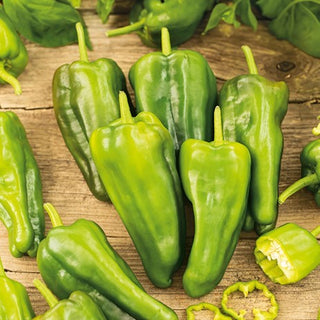 Piment Padron - Conique, légèrement piquante, espagnole