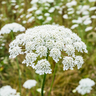Carotte sauvage - Délicates ombelles blanches, parfaites pour les prairies sauvages - Daucus carota