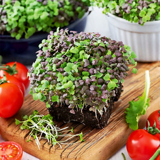 Microgreens - Mizuna Mélange - Légèrement piquante et croquante - 100 g - Graines Premium