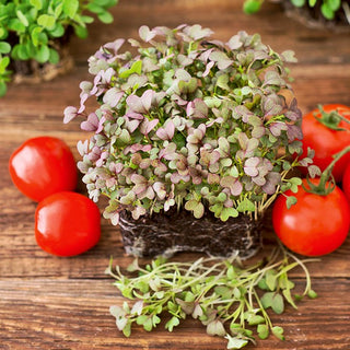 Microgreens Mizuna Red - Fresh, Slightly Crunchy Leaves - Brassica rapa var. japonica - Premium Seeds