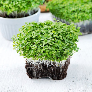 Microgreens - Mizuna vert - Apport naturel de vitamines - 100 g - Graines Premium