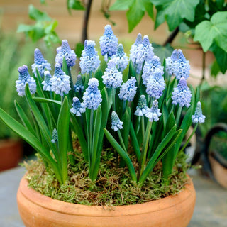 Muscari azureum - Fraîcheur printanière aux couleurs de glace - 10 bulbes