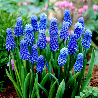 Muscari - Dark Eyes - Élégance capturée en touffes - 5 bulbes