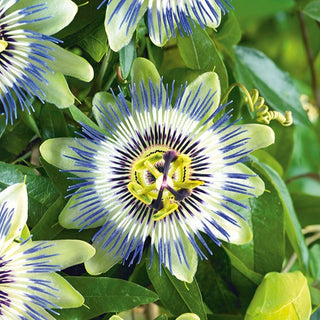 Passiflore - Perle grimpante décorative - Passiflora caerulea - Graines Premium