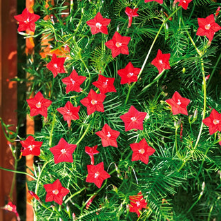 Ipomée pennata - Rouge - Fleurs décoratives en forme d’étoile pour pergolas - Ipomoea pennata