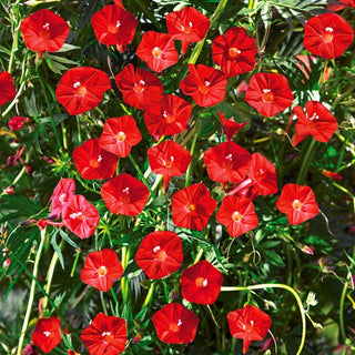 Ipomée Quamoclit Quamoclit - Rouge intense attirant les papillons - Ipomoea quamoclit Cardinalis