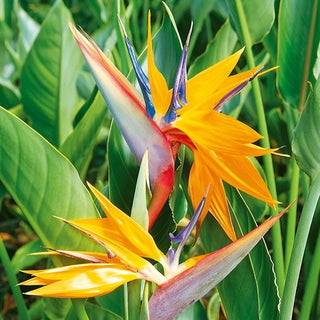 Oiseau de Paradis - Exotique et spectaculaire comme un oiseau de paradis - Strelitzia reginae - Graines Premium