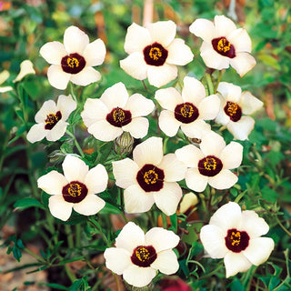 Ketmie de Afrique - Plante ornementale appréciant la chaleur - Hibiscus trionum - Graines Premium