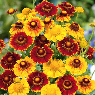 Hélénie de Automne - Convient aux emplacements ensoleillés - Helenium autumnale - Graines Premium