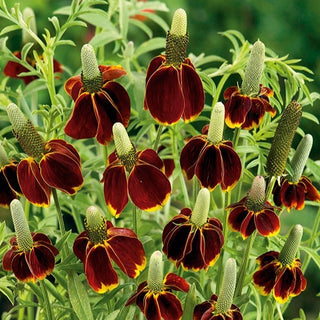 Ratibida Chapeau Mexicain - Fleurs jaunes et orange impressionnantes - Ratibida columnifera