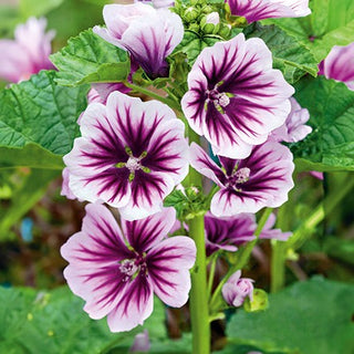 Mauve des Bois - Zebrina - Vigoureux et à croissance rapide, fleurs striées - Malva sylvestris - Graines Premium