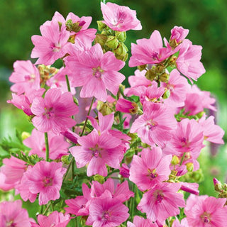 Mauve Musquée - Rose - Plante vivace basse attirant les abeilles et les papillons - Malva moschata - Graines Premium