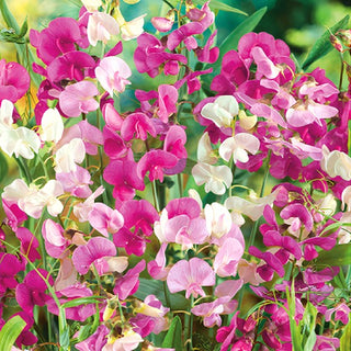 Pois Vivace - Pois vivace pour la cuisine et les massifs - Lathyrus latifolius
