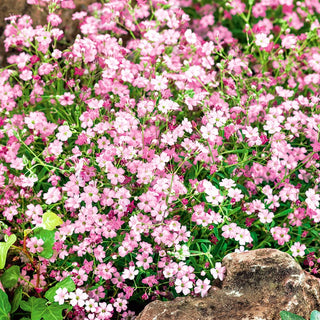 Gypsophile Rampante - Mélange - Mélange aérien de couleurs pastel - Gypsophila repens