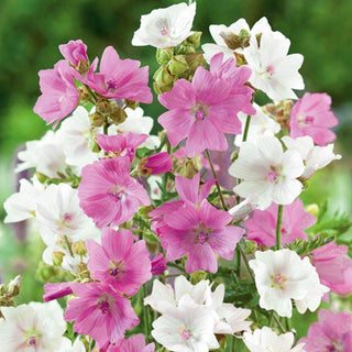 Mauve Musquée - Mélange - Fleurs pastel tout l’été - Malva moschata - Graines Premium