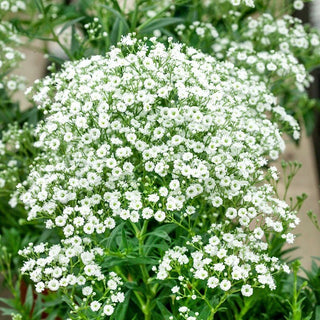 Baby's Breath - Delicate, Beautiful on Summer Beds - Gypsophila paniculata - Premium Seeds