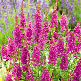 Salicaire commune - Rosy Gem - Ajout précieux à la prairie fleurie - Lythrum salicaria - Graines Premium