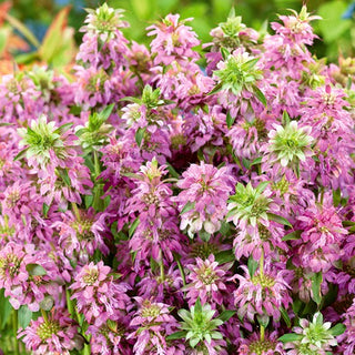 Motarde Citron - Décoration des massifs et des coins d’herbes aromatiques - Monarda citriodora - Graines Premium
