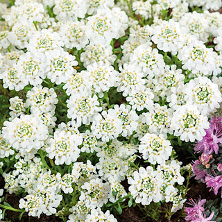 Ibéris sempervirent - Plante vivace couvre-sol à floraison dense - Iberis sempervirens - Graines Premium