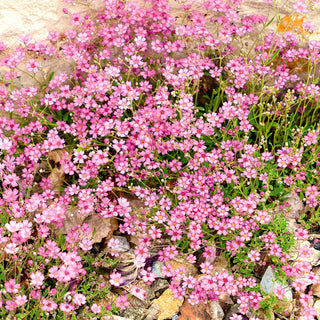 Gypsophile Rampante - Rose - Accent chaud et pastel pour massifs - Gypsophila repens