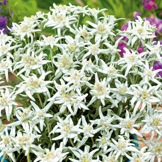Edelweiss - Vivace résistante plante de rocaille - Leontopodium alpinum