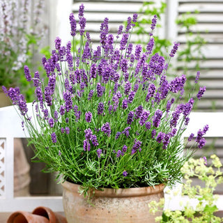 BIO Lavande officinale - Parfum apaisant, propriétés précieuses - Lavandula officinalis - Graines Premium