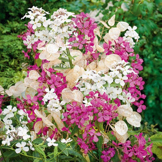 Monnaie du Pape - Décorative toute la saison - Lunaria biennis - Graines Premium