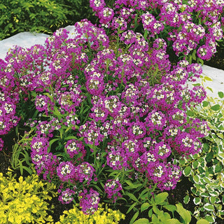 Alysse Odorant - Lilas-violet - Floraison abondante, idéale pour les bordures - Lobularia maritima