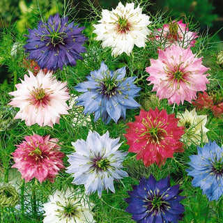Nigelle de Damas - Mélange - Mosaïque colorée de fleurs d'été - Nigella damascena - Graines Premium