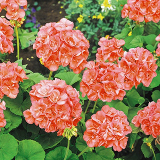 Géranium - Saumon - Idéale pour balcon et terrasse - Pelargonium zonale