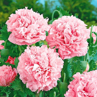 Pavot à Fleur de Pivoine - Rose Clair - Élégance pastel délicate - Papaver paeoniflorum