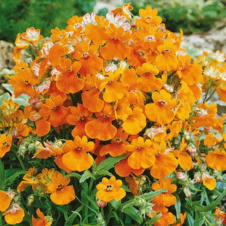Némésia - Orange Prince - Culture facile et excellente à partir de graines - Nemesia strumosa