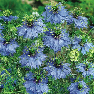 Nigelle de Damas - Bleu - Charme des fleurs bleues - Nigella damascena - Graines Premium