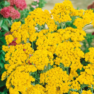 Helipterum sandfordii - Doré, abondamment rampantes - Helipterum humboldtianum - Graines Premium