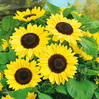 Tournesol - Bambino - Nain à floraison abondante jusqu’en automne - Helianthus annuus - Grand sachet - 100 g