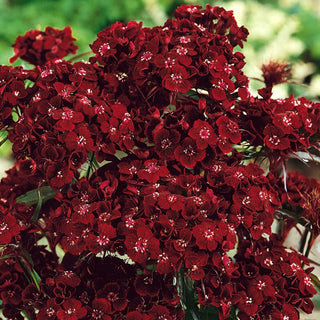 Oeillet de Poète - Black Magic - Variété spectaculaire, idéale pour la fleur coupée - Dianthus barbatus