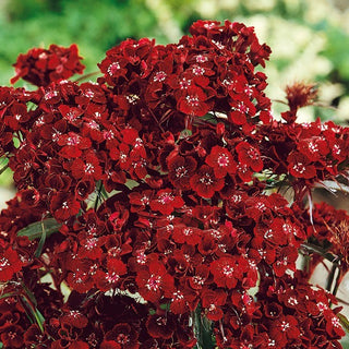 Oeillet de Poète - Dunetti - Variété expressive pour des compositions classiques - Dianthus barbatus