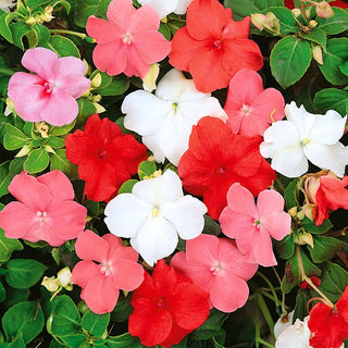 Impatiente de Waller - Mélange - Attire divers insectes et papillons - Impatiens walleriana