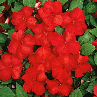 Impatiente de Waller - Rouge - Culture facile et abondante à partir de semis - Impatiens walleriana