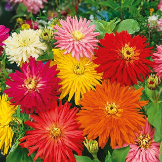 Zinnia à fleurs de Cactus - Mélange - Éclat de couleurs dans le jardin d’été - Zinnia elegans