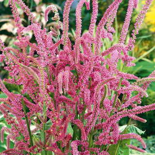 Statice Suworowii - Persistant et délicat, tolérant à la sécheresse - Limonium suworowii