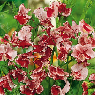 Pois de Senteur - Wiltshire Ripple - Contraste élégant de crème et de rouge - Lathyrus odoratus