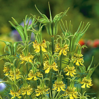 Nigelle d'Orient - Plante de massif originale - Nigella orientalis - Graines Premium