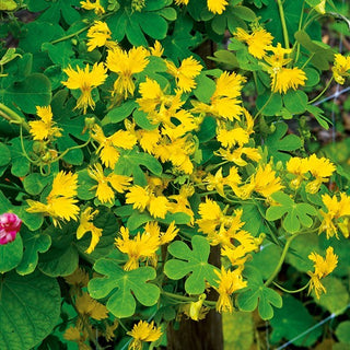 Capucine des Canaries - Fleurs jaune clair intensément parfumées - Tropaeolum peregrinum