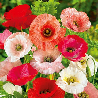 Coquelicot - Pastel Double Mélange - Couleurs douces et fleurs abondantes - Papaver rhoeas