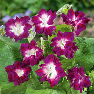 Ipomée - Ruffled Red - Frisé, rouge et à croissance rapide - Ipomoea x imperialis