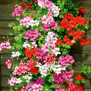 Géranium Lierre - Speedy Mélange - Parfaite pour les pots suspendus - Pelargonium peltatum