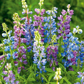 Lupin annuel - Pixie Delight - Floraison abondante tout l’été - Lupinus hartwegii - Graines Premium