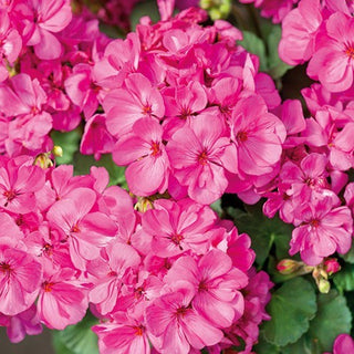 Géranium - Rose - Facile à cultiver en pot - Pelargonium zonale