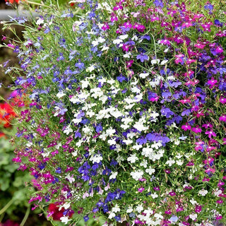 Trailing Lobelia Cascade Mix - Blooming Explosion of Colours - Lobelia erinus var. pendula - Premium Seeds